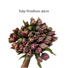 Tulip (du)  Windham 40cm