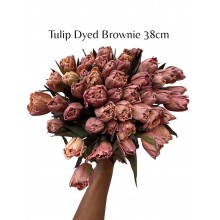 Tulip - Dyed Brownie VIP