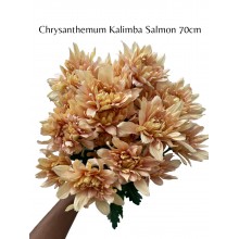Chrysanthemum Kalimba Salmon Chrysanthemum Kalimba Salmon