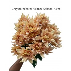 Chrysanthemum Kalimba Salmon 