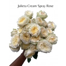Julieta Cream