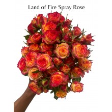 Land of Fire Spray Rose 