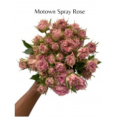 Motown Spray Rose 