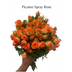 Picanto Spray Rose 