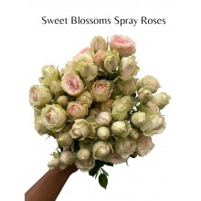 Sweet Blossoms Spray Rose 