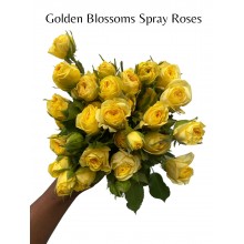 Golden Blossoms Spray Rose 