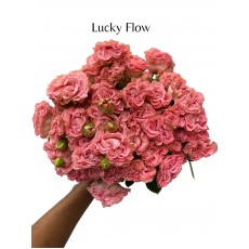 Lucky Flow 