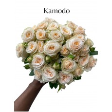 Kamodo