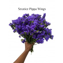 Stratice Pippa Wings
