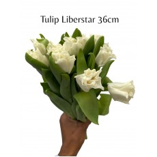 Tulip - White Liberstar