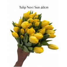 Tulip Novi Sun