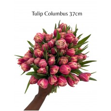 Tulip - Columbus 