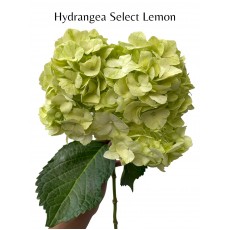Hydrangea Select Lemon
