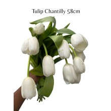 Tulip - Chantilly 58cm 