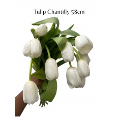Tulip - Chantilly 58cm 