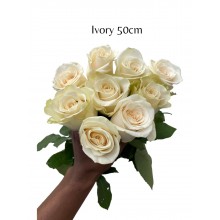 Ivory 