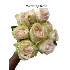 Wedding Rose 