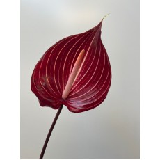Anthurium Safari