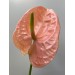 Anthurium Cognac 