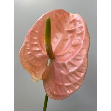 Anthurium Senator 