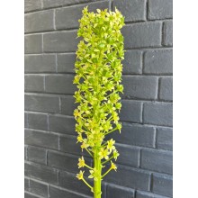 Eucomis P-E Goliath XXL 