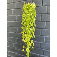 Eucomis P-E Goliath XXL 