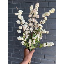 Symphoricarpos White 