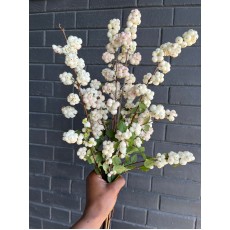 Symphoricarpos White 