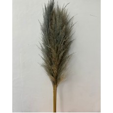 Preserved Pampas - Grey 