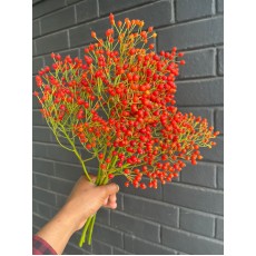 Rose Hips 