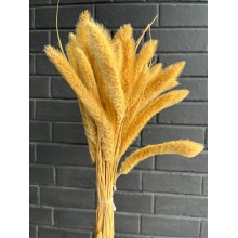Setaria Coral 