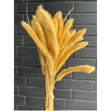 Setaria Coral 