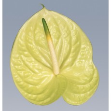 Anthurium Marysia 