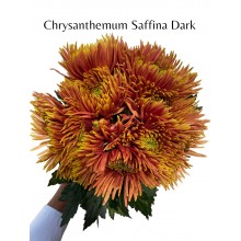 Chrysanthemum Saffina Dark