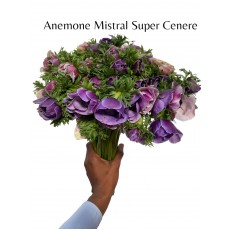 Anemone Mistral Super Cenere