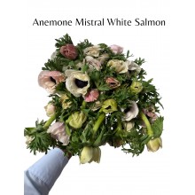 Anemone Mistral White Salmon