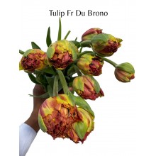 Tulip (Fr) (Du) Bruno 