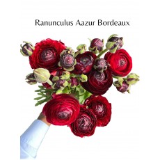 Ranunculus Aazur Bordeaux