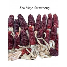 Zea Mays Corn Strawberry 