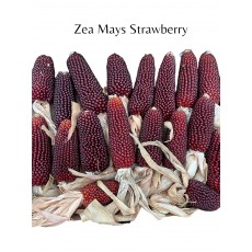Zea Mays Corn Strawberry 