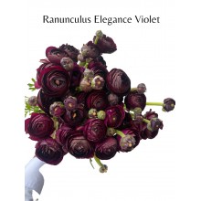 Ranunculus Elegant