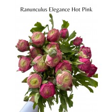 Ranunculus Elegance Hot Pink