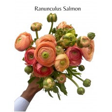 Ranunculus Aazur Salmon