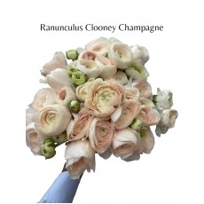 Ranunculus Clooney Champagne