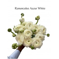 Ranunculus Aazur White