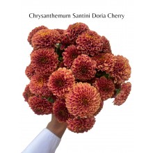 Chrysanthemum Santini Doria Cherry 55cm 