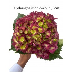 Hydrangea - Mon Amour pu 50cm 