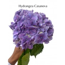 Hydrangea - Casanova 60cm