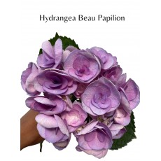 Hydrangea - Beau Papillion 40cm