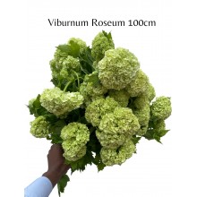 Viburnum Roseum 100cm